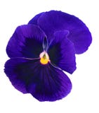 Dark Blue Pansy Blossom Isolated On White Royalty Free Stock Photos