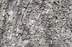 Dark brown bark of chestnut tree stock photography Dark brown bark of chestnut tree stock photography