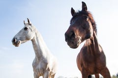 Dark Brown and White Horses Outdoors on a Bright Sunny Day royalty free stock photo Dark Brown and White Horses Outdoors on a Bright Sunny Day royalty free stock photo