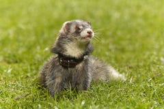 Dark color ferret on fresh green grass in spring park stock photography Dark color ferret on fresh green grass in spring park stock photography