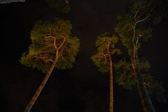Dark Forest Stock Photography