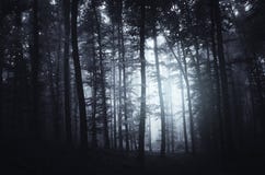 Dark Mysterious Forest With Fog Background Stock Photo Image Of Haze Garden Dark Mysterious Forest With Fog Background Stock Photo Image Of Haze Garden
