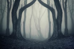 Dark forest with fog and symmertical huge strange trees on halloween