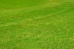 Dark green garden Lawn stock images Dark green garden Lawn stock images