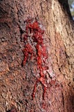 Dark Natural Tree Sap Texture - perfect for videogames, web design, visual design or signs! stock photos Dark Natural Tree Sap Texture - perfect for videogames, web design, visual design or signs! stock photos