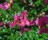 Dark Pink Crape Myrtle Flower Stock Photo Image Of Container Backyard 104319296