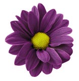 Dark purple gerbera flower. White isolated background with clipping path. Closeup. no shadows. For design. stock photos Dark purple gerbera flower. White isolated background with clipping path. Closeup. no shadows. For design. stock photos