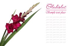 Dark Red Gladiolus Isolated Stock Photography Dark Red Gladiolus Isolated Stock Photography
