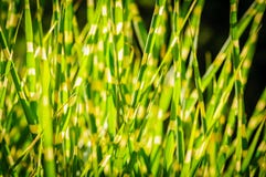Dark version. Close up background texture of striped grass. Green and yellow grass royalty free stock photos Dark version. Close up background texture of striped grass. Green and yellow grass royalty free stock photos