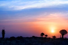 Darra trädkonturer på ljus solnedgånghimmelbakgrund, storartat afrikanskt landskap i Keetmanshoop, Namibia arkivbilder Darra trädkonturer på ljus solnedgånghimmelbakgrund, storartat afrikanskt landskap i Keetmanshoop, Namibia arkivbilder