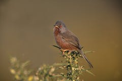 Dartford warbler, Sylvia undata, royalty free stock image Dartford warbler, Sylvia undata, royalty free stock image