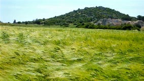 Das Feld auf dem Wind stock video Das Feld auf dem Wind stock video