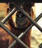 Das Gesicht eines Alpakalamas n stockfoto Das Gesicht eines Alpakalamas n stockfoto