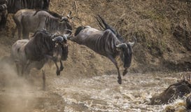 Das Gnu springend in Mara River Große Systemumstellung kenia tanzania Masai Mara National Park lizenzfreie stockfotografie Das Gnu springend in Mara River Große Systemumstellung kenia tanzania Masai Mara National Park lizenzfreie stockfotografie
