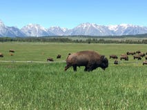 Das großartige Tetons lizenzfreies stockbild Das großartige Tetons lizenzfreies stockbild