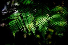 Das Licht, das auf den Farnen ist glänzt morgens, ein Auffrischungsbild Beim Gehen in den Garten stockfoto Das Licht, das auf den Farnen ist glänzt morgens, ein Auffrischungsbild Beim Gehen in den Garten stockfoto