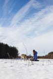 Das Mädchen nimmt an der Ausbildung eines grauen Wolfs auf einem schneebedeckten und sonnigen Gebiet teil stockbild Das Mädchen nimmt an der Ausbildung eines grauen Wolfs auf einem schneebedeckten und sonnigen Gebiet teil stockbild