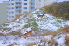 Das Panama-Stadt Strand-Golf- von Mexikodamhirschkuh nahe Sonnenuntergang malerischen Rotwild stockfotos Das Panama-Stadt Strand-Golf- von Mexikodamhirschkuh nahe Sonnenuntergang malerischen Rotwild stockfotos