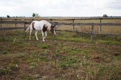 Das Pferd mit seinem Kopf senkte Wege entlang der Hürde stockfotografie Das Pferd mit seinem Kopf senkte Wege entlang der Hürde stockfotografie
