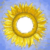 Das quadratische Feld mit Sonnenblumen Stockbild Das quadratische Feld mit Sonnenblumen Stockbild