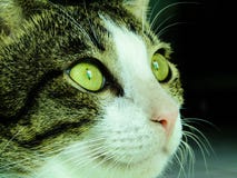 Das scharfe Anstarren einer Hauskatze lizenzfreie stockfotografie Das scharfe Anstarren einer Hauskatze lizenzfreie stockfotografie