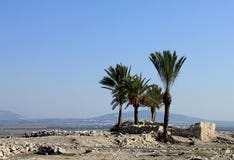 Date palms amid the ruins of Megiddo stock photo Date palms amid the ruins of Megiddo stock photo
