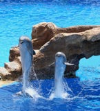 Dauphins Dauphins