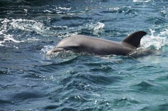 Dauphins en eau de mer des Caraïbes image stock Dauphins en eau de mer des Caraïbes image stock