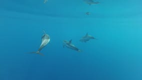Dauphins jouant en mer banque de vidéos Dauphins jouant en mer banque de vidéos