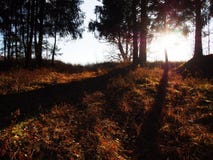 Dawn in autumn forest. Beautiful nature is illuminated by sunlight. Details and close-up. stock images Dawn in autumn forest. Beautiful nature is illuminated by sunlight. Details and close-up. stock images