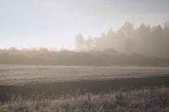 Dawn, misty πρωί το φθινόπωρο Το δάσος στους μαλακούς τόνους στοκ εικόνα με δικαίωμα ελεύθερης χρήσης Dawn, misty πρωί το φθινόπωρο Το δάσος στους μαλακούς τόνους στοκ εικόνα με δικαίωμα ελεύθερης χρήσης