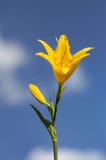 Daylilies (Hemerocallis) Royalty Free Stock Photos Daylilies (Hemerocallis) Royalty Free Stock Photos