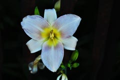 Pink hemerocallis royalty free stock photo Pink hemerocallis royalty free stock photo
