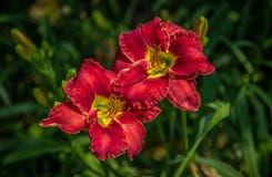 Daylilies rouges de floraison d'écarlate lumineuse dans un jardin images stock Daylilies rouges de floraison d'écarlate lumineuse dans un jardin images stock