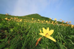 Daylily e montanha foto de stock royalty free Daylily e montanha foto de stock royalty free