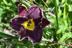 Daylily pourpre foncé Photographie stock libre de droits Daylily pourpre foncé Photographie stock libre de droits