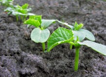 De aanplanting van de komkommer royalty-vrije stock afbeeldingen De aanplanting van de komkommer royalty-vrije stock afbeeldingen