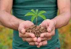 De aard plant in hand holdindconcepten stock foto De aard plant in hand holdindconcepten stock foto