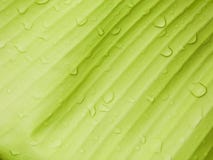 De achtergrond van het banaanblad met regendruppel stock fotografie De achtergrond van het banaanblad met regendruppel stock fotografie