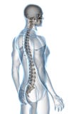 De Anatomie van de röntgenstraal op Wit stock illustratie De Anatomie van de röntgenstraal op Wit stock illustratie