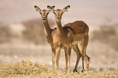 De antilopen van de impala stock afbeelding De antilopen van de impala stock afbeelding
