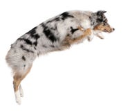 De Australische hond die van de Herder, 7 maanden oud springt royalty-vrije stock foto's De Australische hond die van de Herder, 7 maanden oud springt royalty-vrije stock foto's