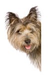 De banner van de hond De banner van de hond