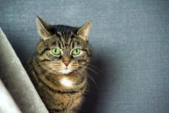 De bastaarde gestreepte kat, vette wangen, close-upportret, zit achter een grijze sluier royalty-vrije stock afbeeldingen De bastaarde gestreepte kat, vette wangen, close-upportret, zit achter een grijze sluier royalty-vrije stock afbeeldingen