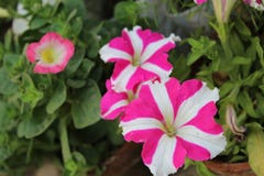 De beelden van bloemen stock afbeeldingen De beelden van bloemen stock afbeeldingen