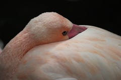 De bek van de flamingohuid in veren stock afbeeldingen De bek van de flamingohuid in veren stock afbeeldingen
