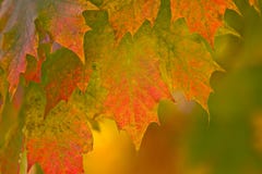 De Bladeren van de Daling van de herfst Royalty-vrije Stock Afbeelding De Bladeren van de Daling van de herfst Royalty-vrije Stock Afbeelding