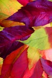 De bladeren van de herfst stock foto's De bladeren van de herfst stock foto's