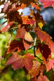 De bladeren van de herfst stock fotografie De bladeren van de herfst stock fotografie