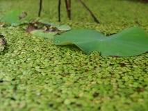 De bladeren van de lotusbloem worden omringd door groene Duckweeds Voor aardachtergrond stock afbeeldingen De bladeren van de lotusbloem worden omringd door groene Duckweeds Voor aardachtergrond stock afbeeldingen
